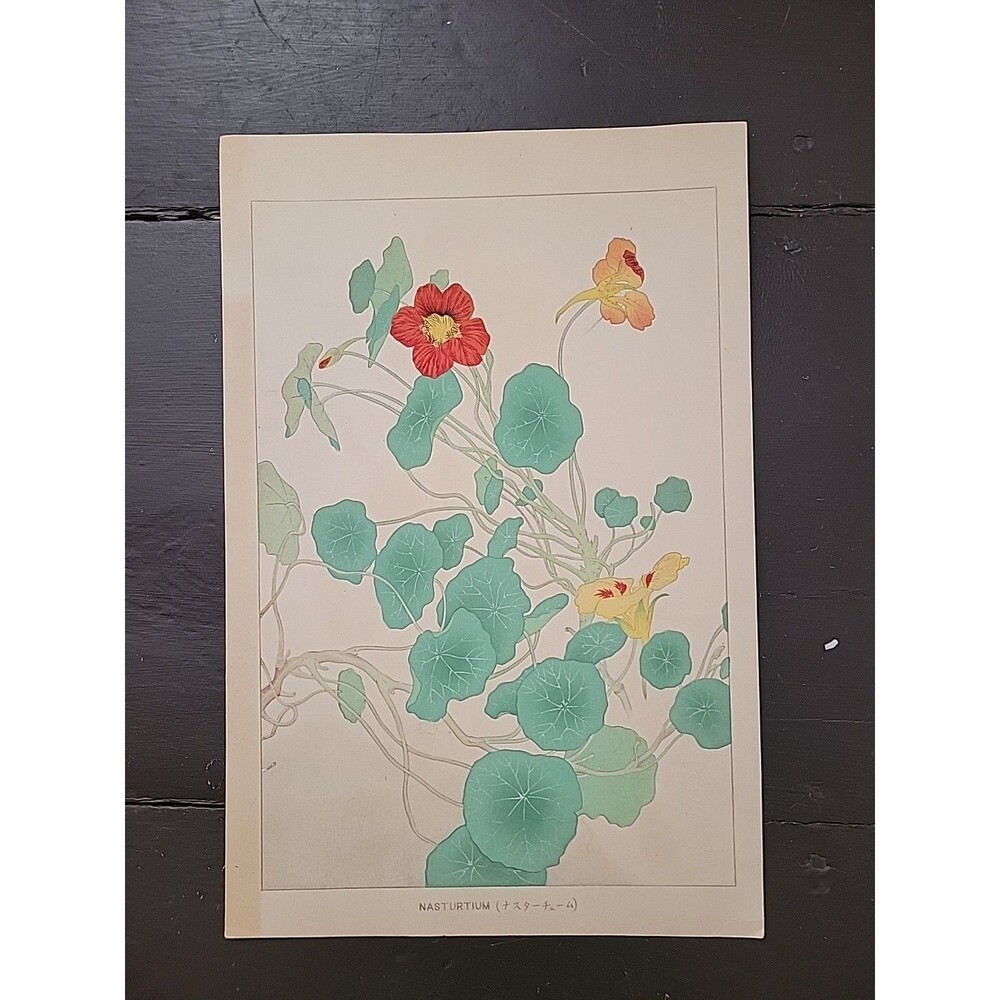 Nasturtium Chigusa Soun-Two Japanese Woodblocks-Flowers Of Japan-Meiji Era 1900
